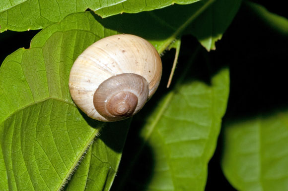Asperitas rareguttata